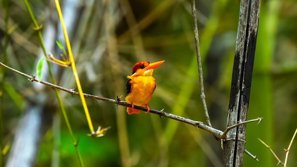 Oriental Dwarf Kingfisher